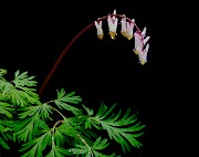 Dicentra cucullaria - Dutchman's Britches 0527